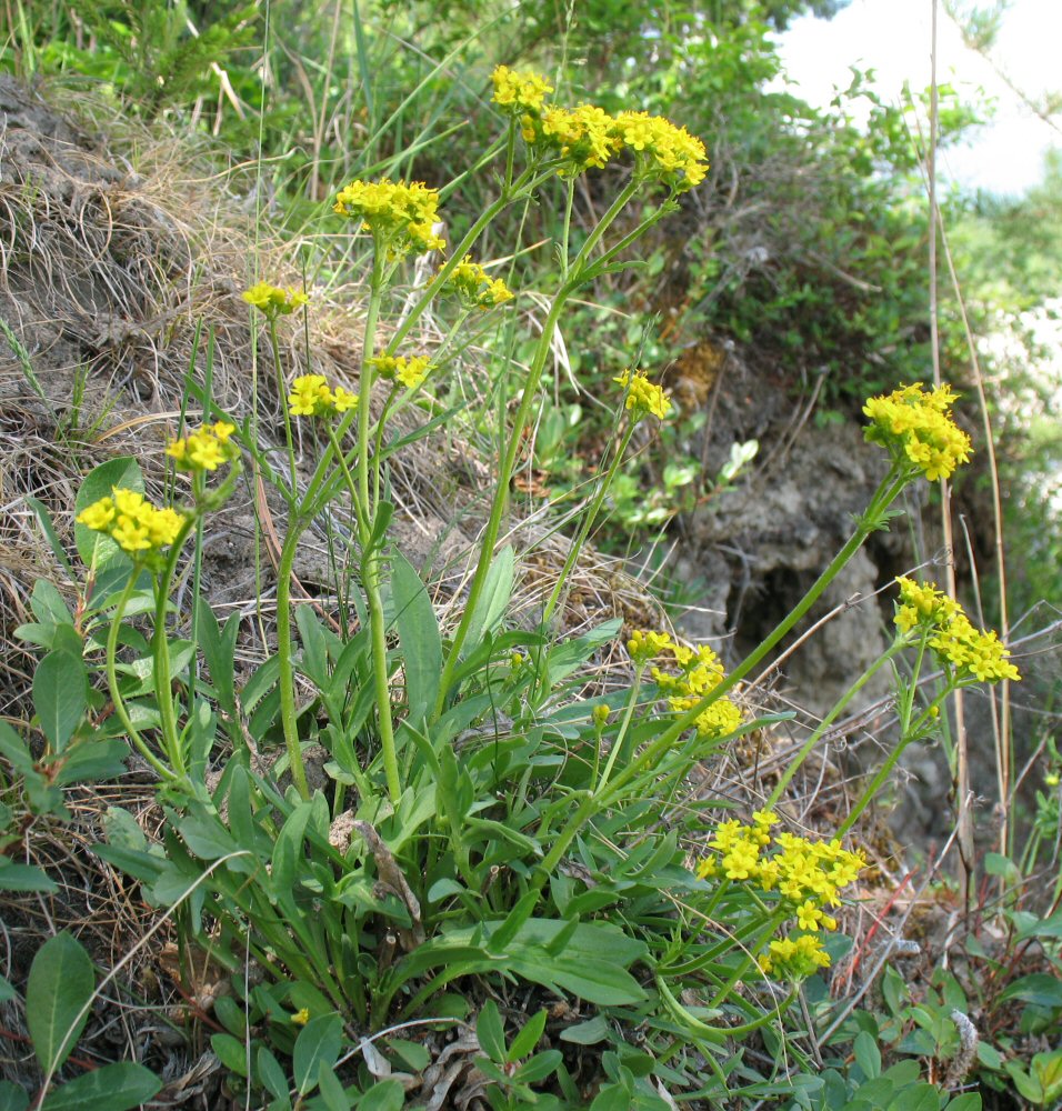 Изображение особи Patrinia sibirica.