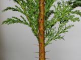 Chamaecyparis lawsoniana