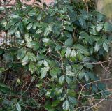 Elaeagnus pungens. Побеги. Германия, г. Кемпен, у прогулочной дорожки. 22.03.2013.