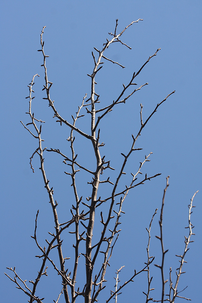 Image of Pyrus ussuriensis specimen.