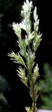 Festuca pratensis