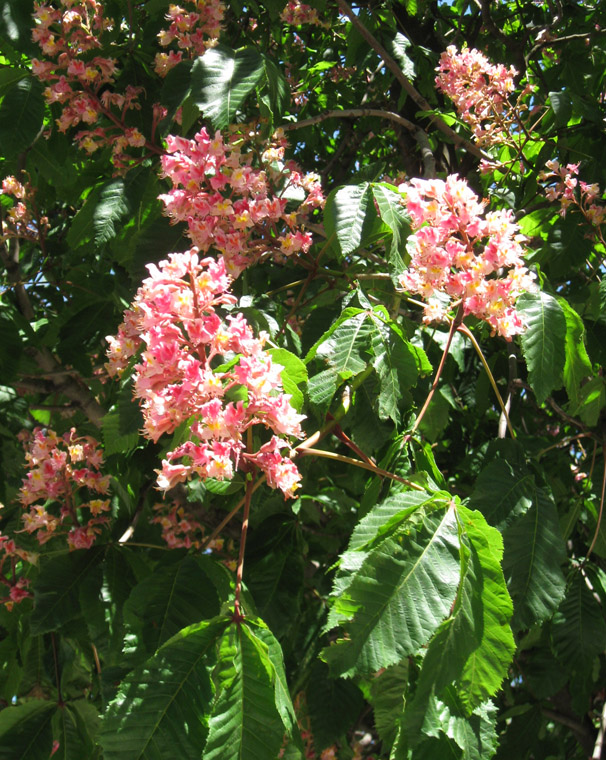 Image of Aesculus × carnea specimen.