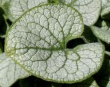 Brunnera macrophylla