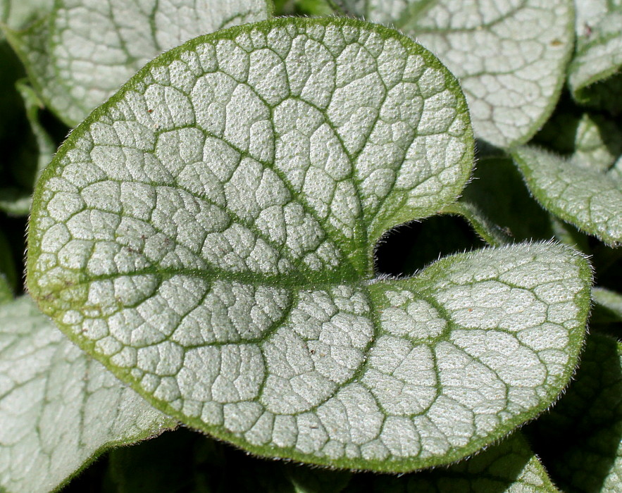 Image of Brunnera macrophylla specimen.