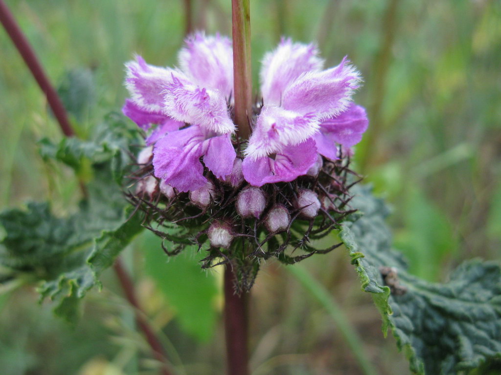 Изображение особи Phlomoides tuberosa.