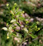 Acer monspessulanum