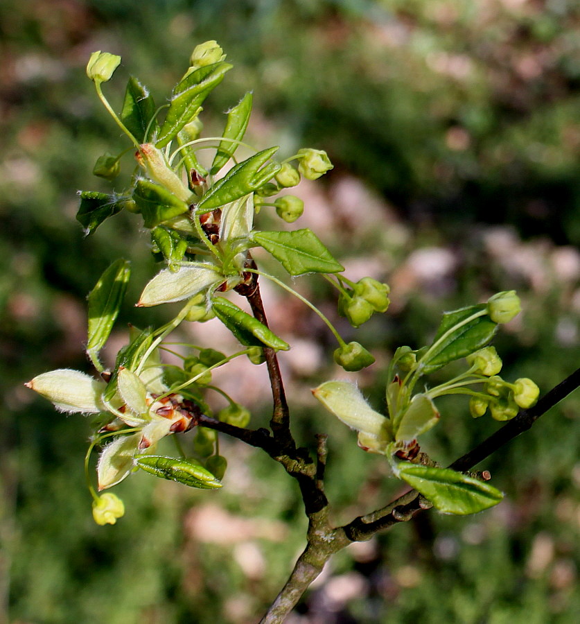 Image of Acer monspessulanum specimen.