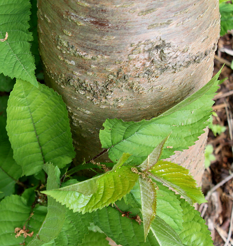 Изображение особи Cerasus subhirtella.