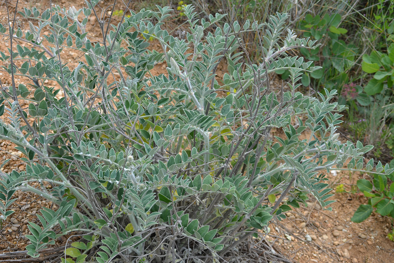 Изображение особи Onobrychis pallasii.