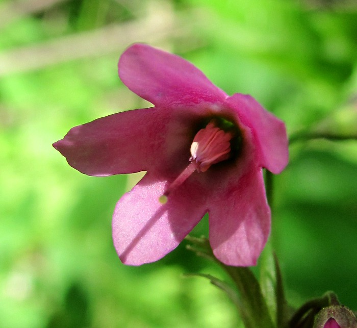 Image of Cortusa matthioli specimen.