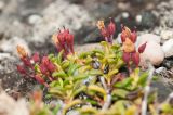 Loiseleuria procumbens. Побеги с завязавшимися плодами. окр. г. Мурманска, кустарничково-лишайниковая тундра на вершине сопки. 15.06.2013.