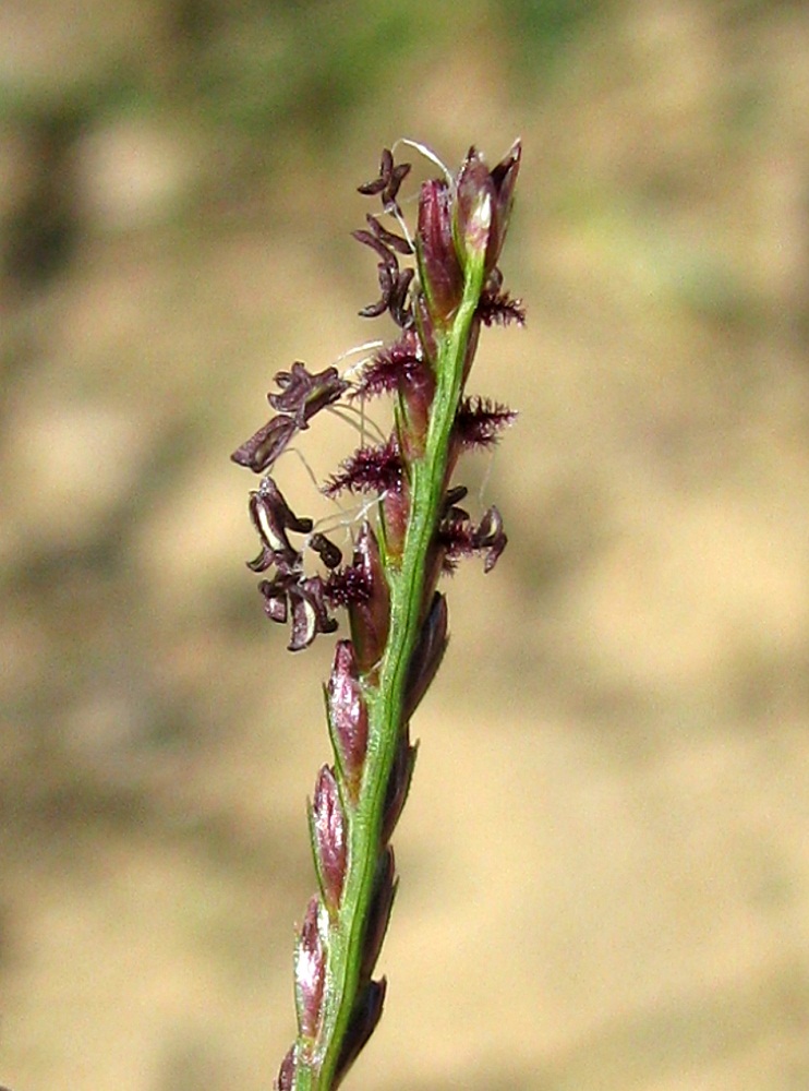Image of Cynodon dactylon specimen.