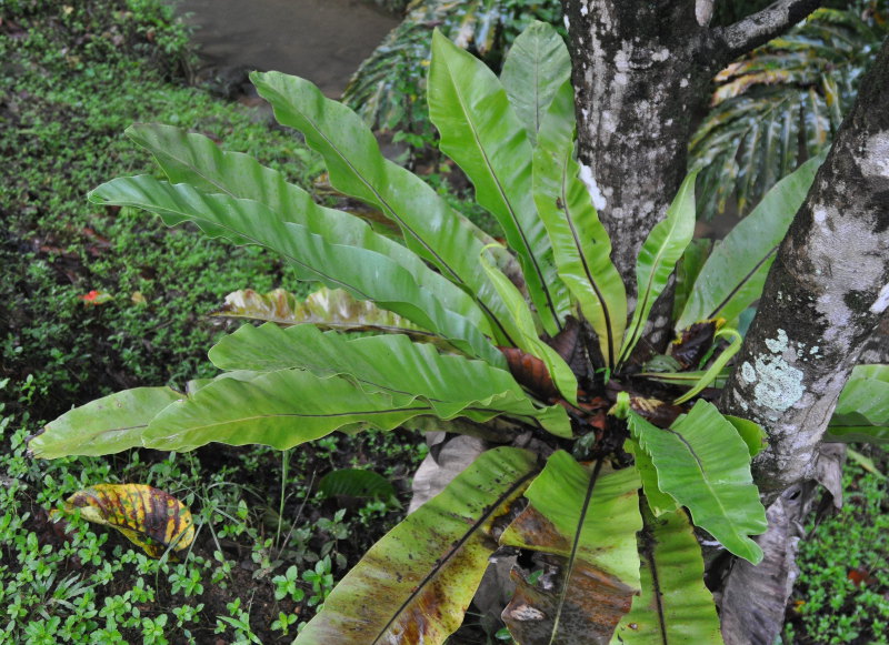 Изображение особи Asplenium nidus.