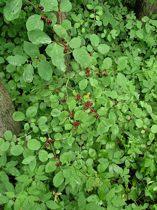 Image of Lonicera xylosteum specimen.