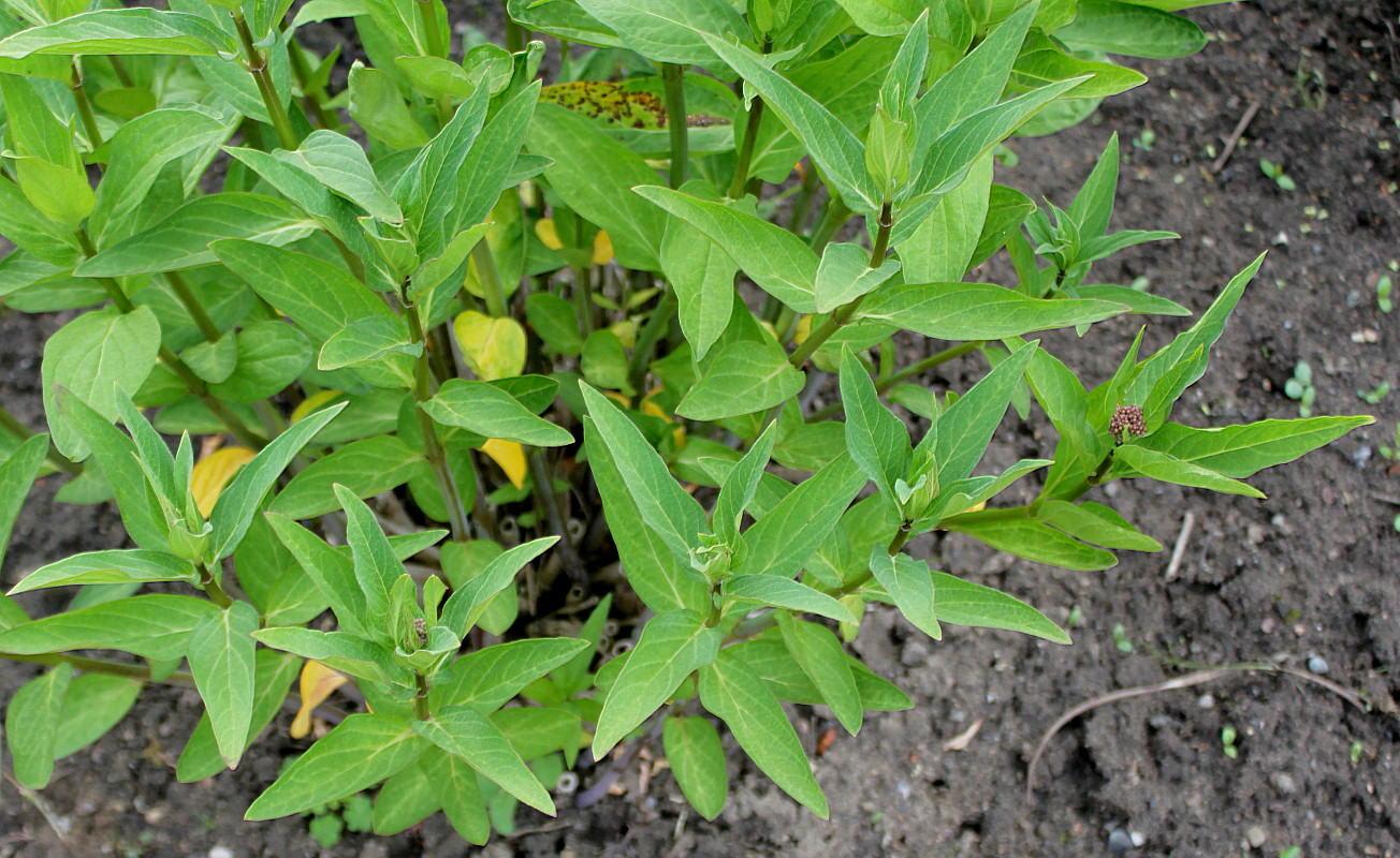 Image of Asclepias incarnata specimen.