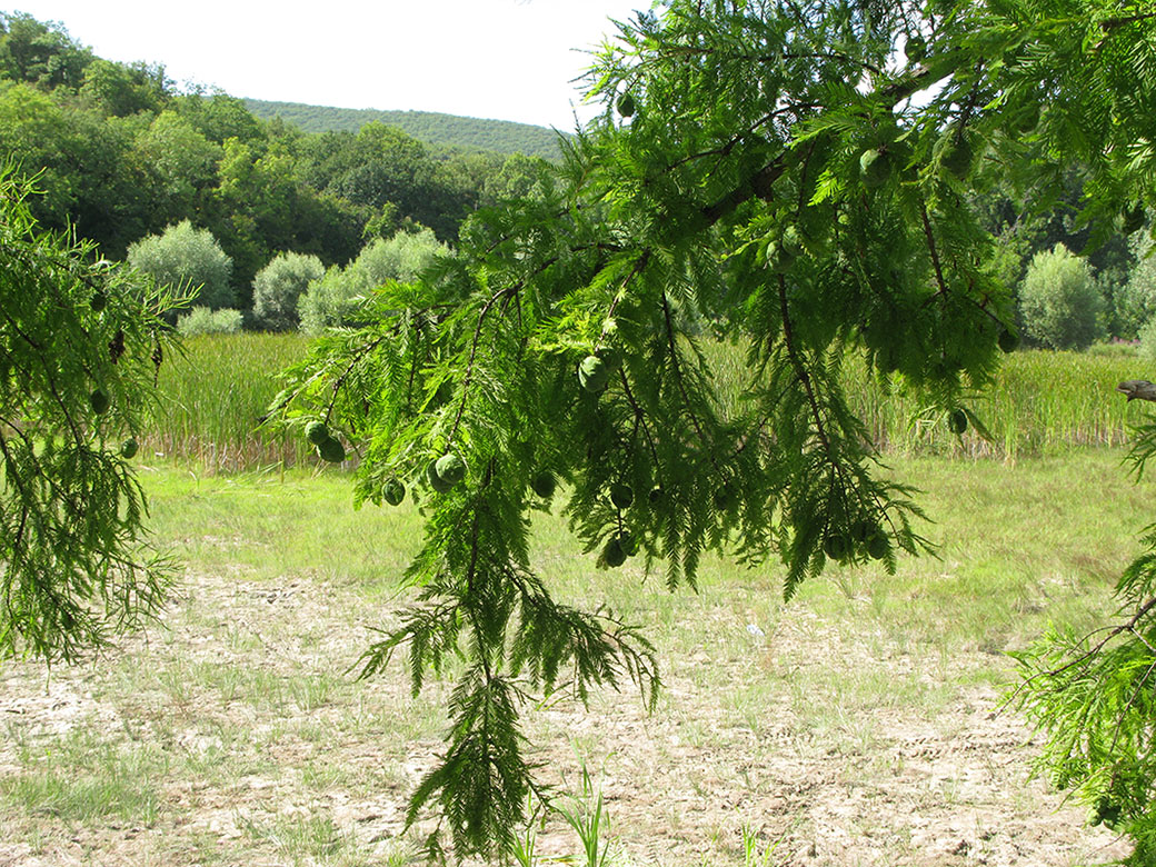 Image of Taxodium distichum specimen.