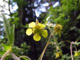 Geum × intermedium