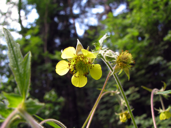 Image of Geum × intermedium specimen.