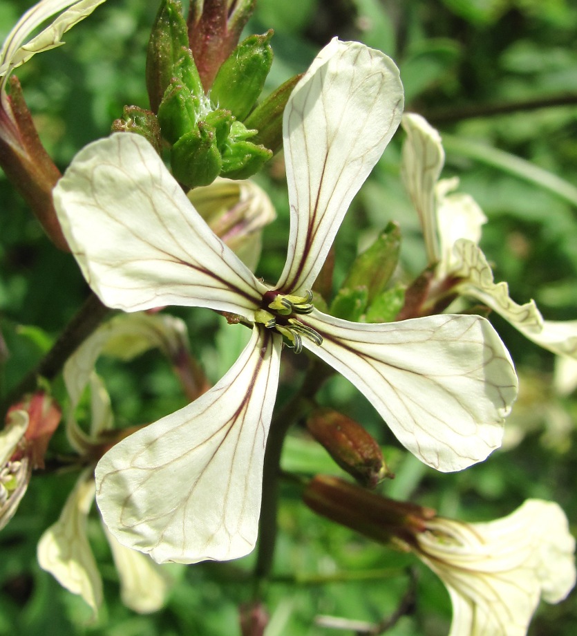 Изображение особи Eruca sativa.