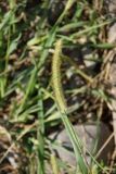 Setaria viridis