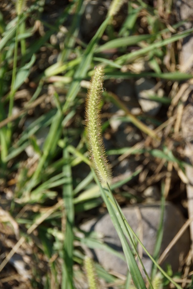 Изображение особи Setaria viridis.