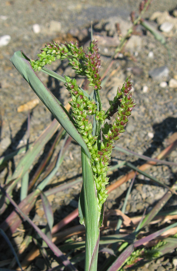 Изображение особи Echinochloa crus-galli.