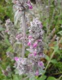 Stachys cretica. Соцветия. Украина, Крым, Бахчисарайский р-н, около пгт Куйбышево. 04.07.2013.
