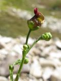 Scrophularia scopolii