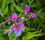 Lathyrus vernus