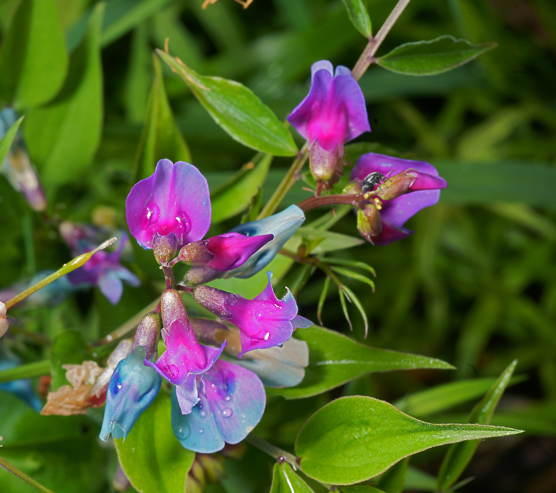 Изображение особи Lathyrus vernus.