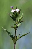 Epilobium adenocaulon