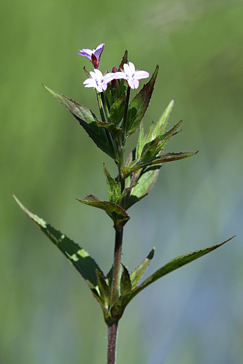 Image of Epilobium adenocaulon specimen.