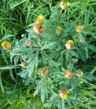 Trollius vicarius