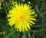 Sonchus arvensis