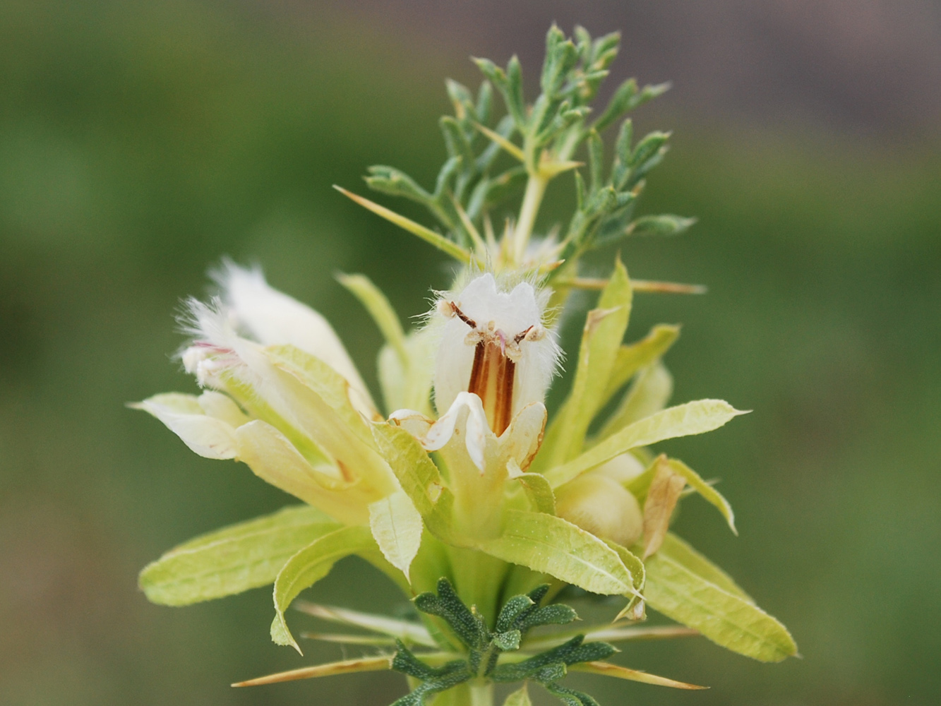 Image of Lagochilus occultiflorus specimen.