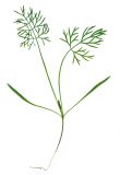 Foeniculum vulgare
