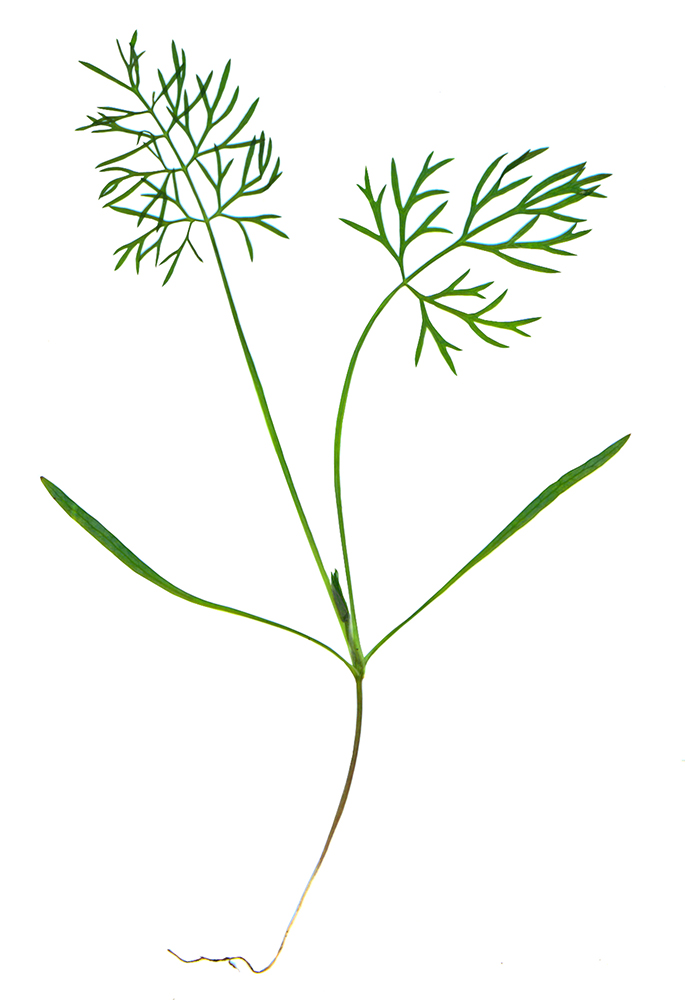 Изображение особи Foeniculum vulgare.