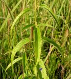 Veronica longifolia. Средняя часть побега. Приморский край, Спасский р-н, окр. с. Хвалынка, заливной луг. 11.09.2013.