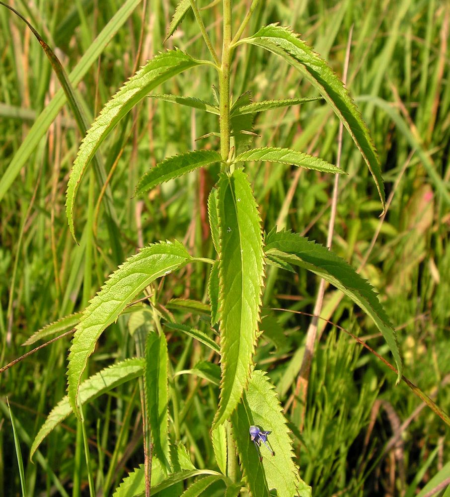 Image of Veronica longifolia specimen.