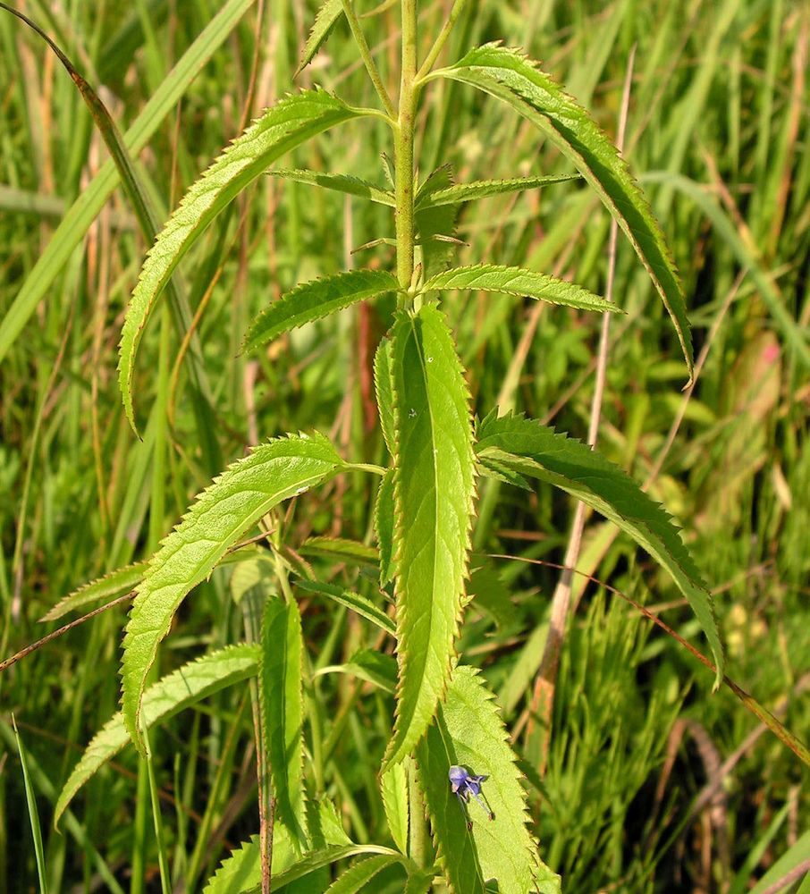 Изображение особи Veronica longifolia.