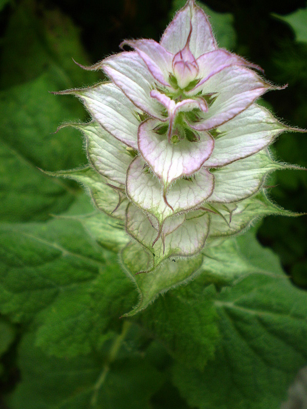 Image of Salvia sclarea specimen.