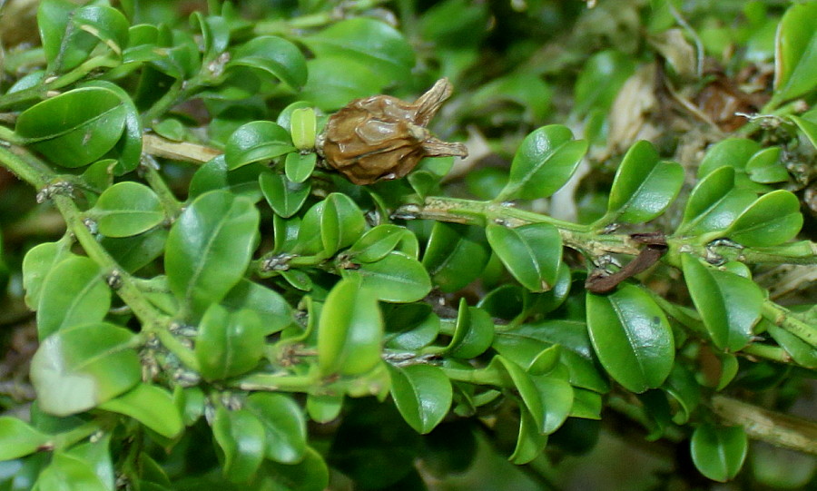 Изображение особи Buxus microphylla.
