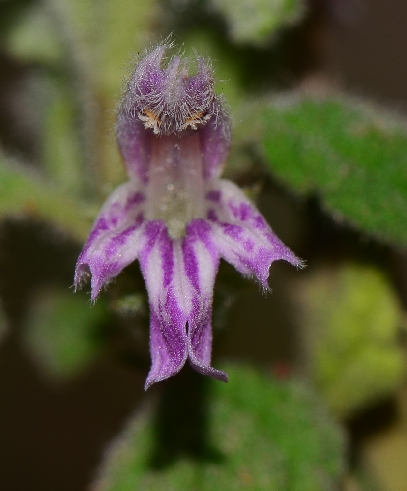 Image of Ballota saxatilis specimen.