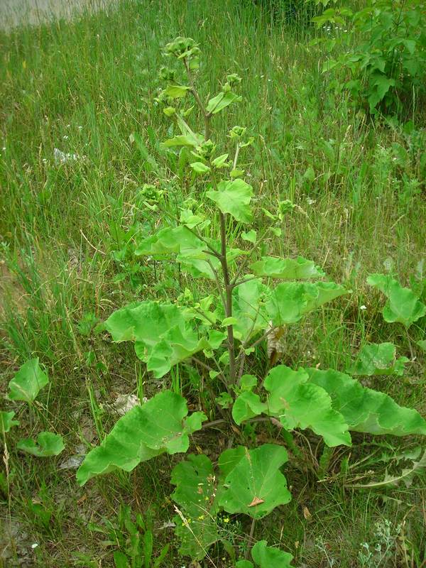Image of Arctium × mixtum specimen.
