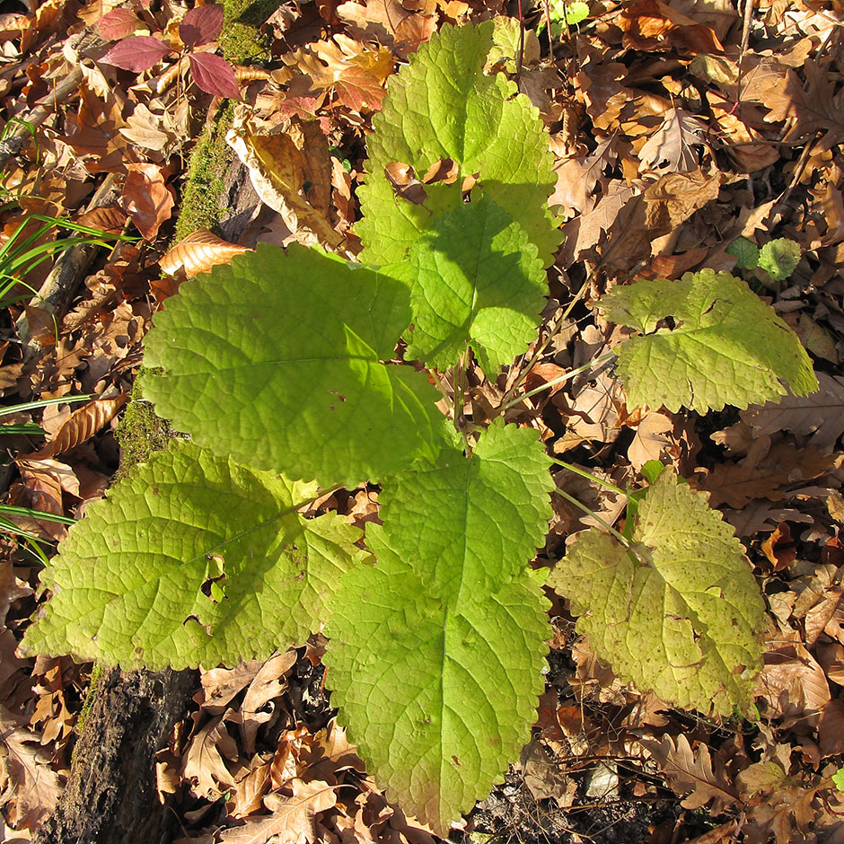 Image of Salvia glutinosa specimen.