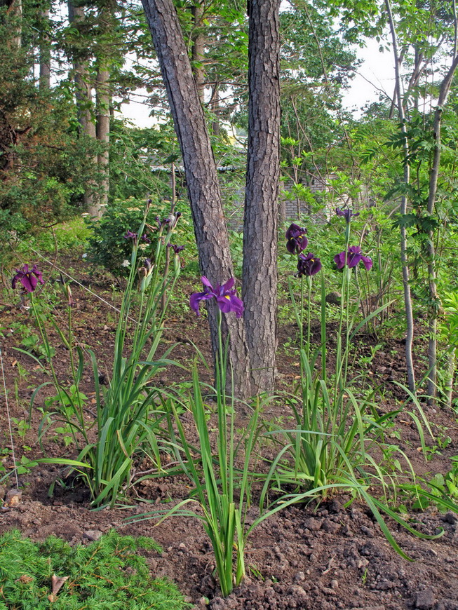 Изображение особи Iris ensata.