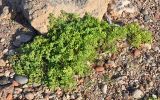 Tetraena qatarensis. Вегетирующее растение. Сокотра, плато Моми, окр. пещеры Хок, на побережье. 02.01.2014.