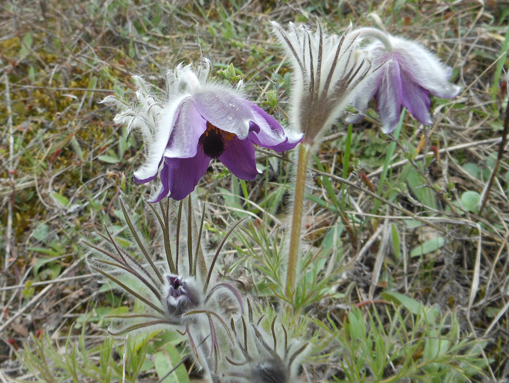 Изображение особи Pulsatilla ucrainica.