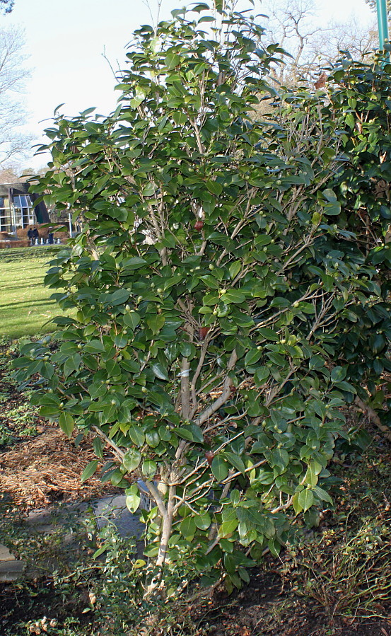 Image of Camellia japonica specimen.