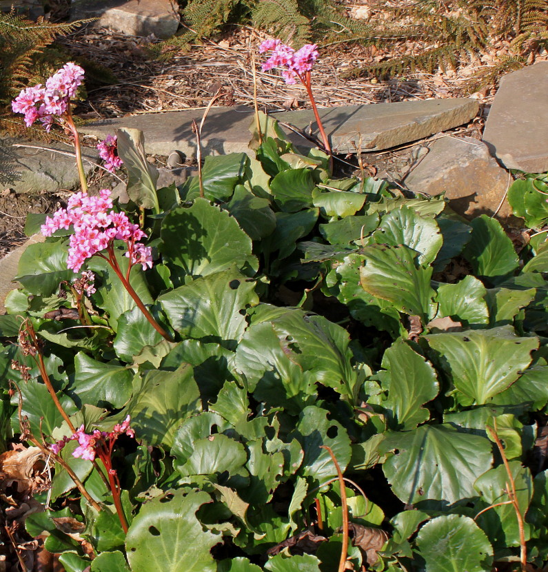 Image of Bergenia crassifolia specimen.